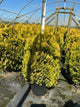 Thuja occidentalis 'Jantar'