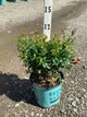 Vaccinium berrybux