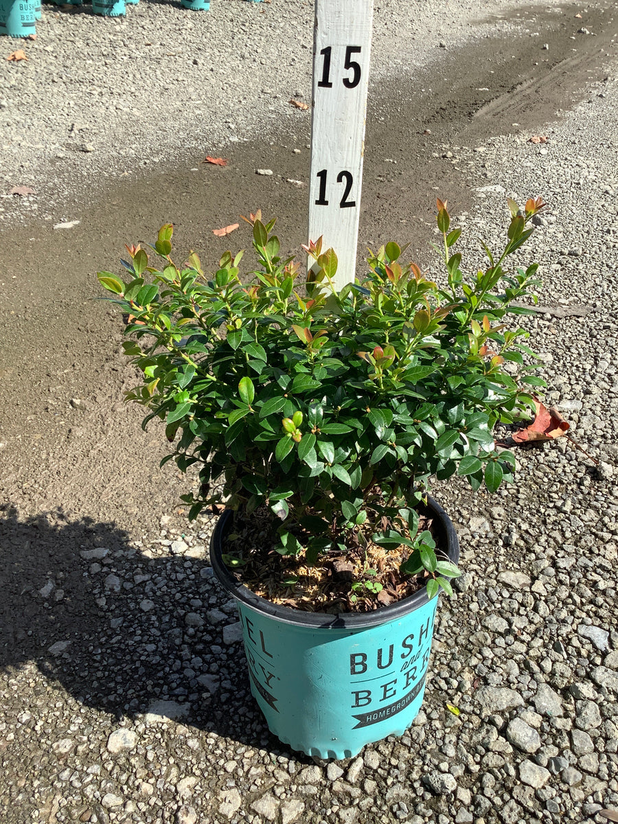 Vaccinium berrybux