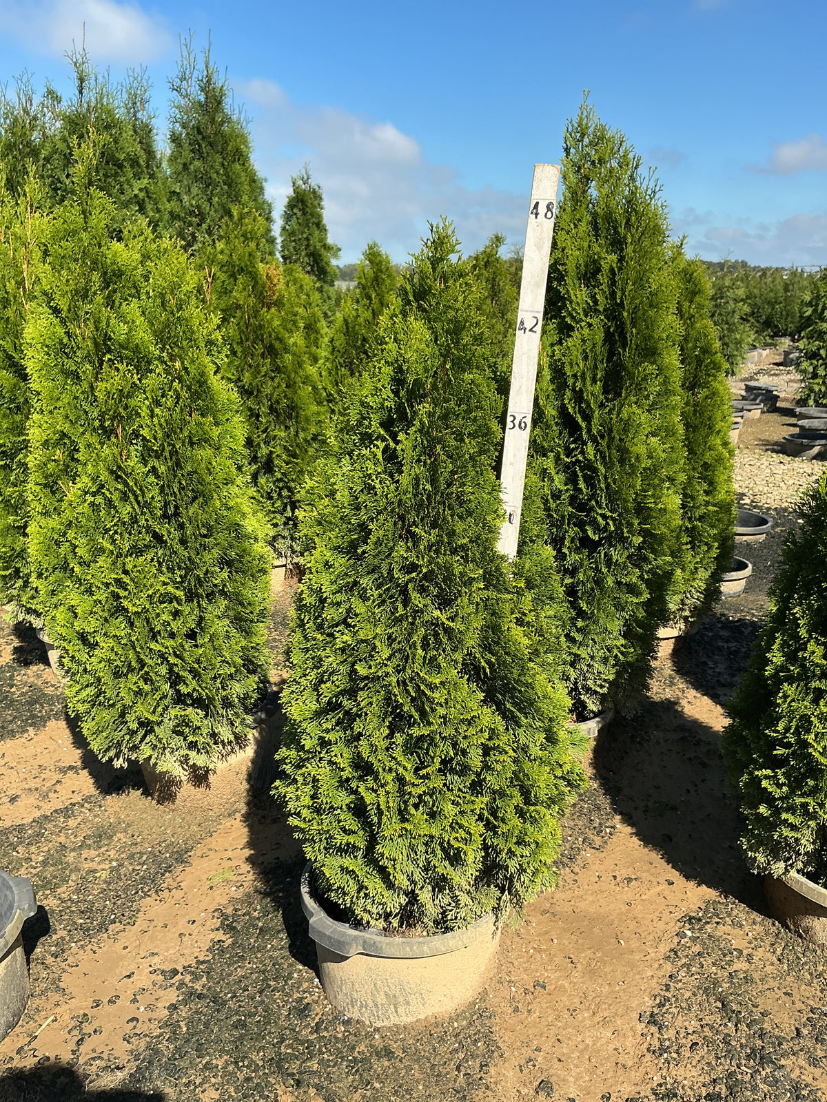 Thuja occidentalis 'Smaragd'