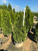 Thuja occidentalis 'Smaragd'