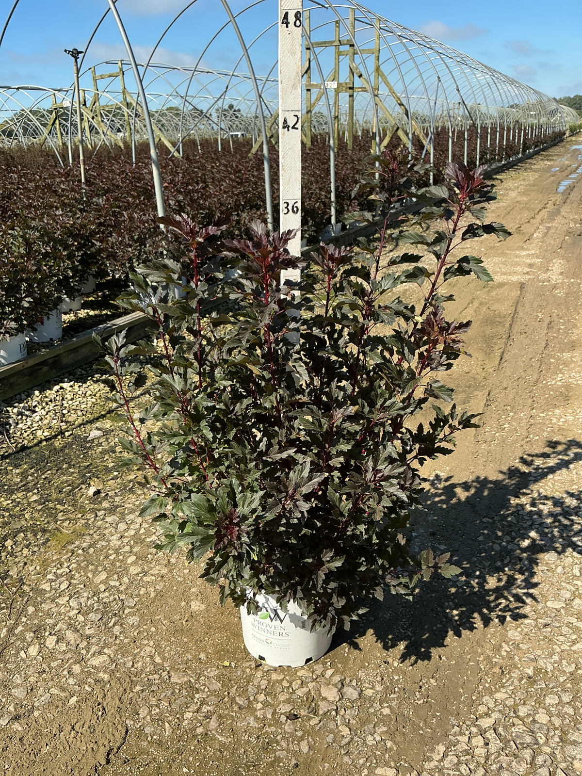 Physocarpus opulifolius 'Seward'