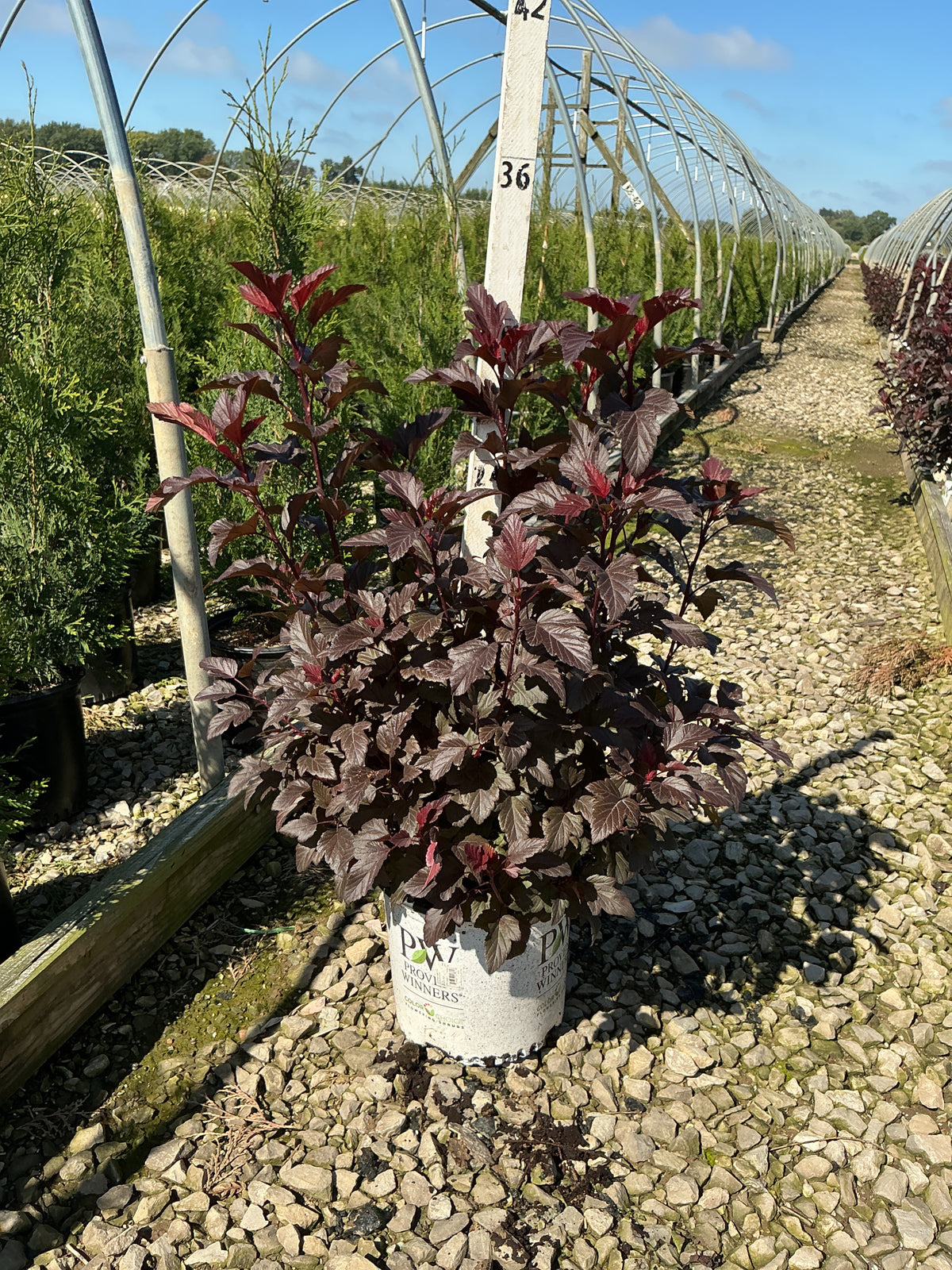 Physocarpus O 'Ginger Wine'