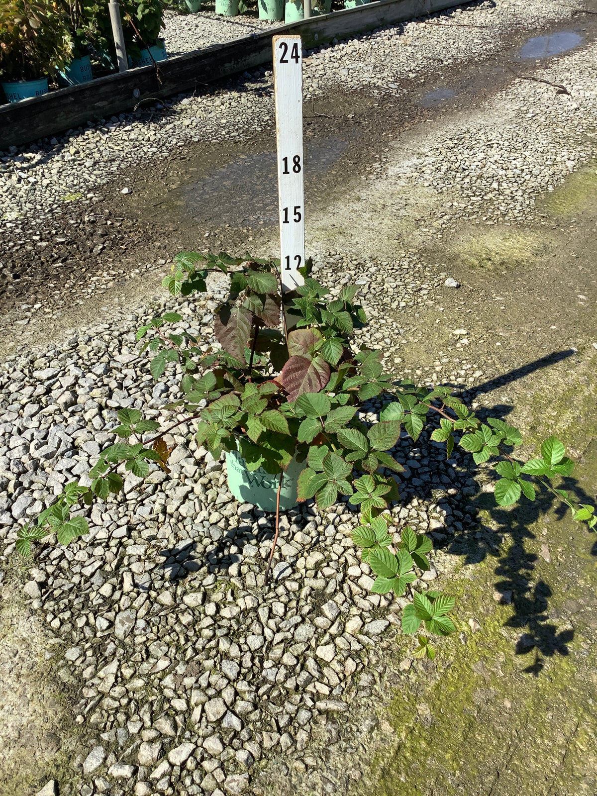 Rubus fruticosus 'Chester'