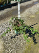 Rubus fruticosus 'Chester'
