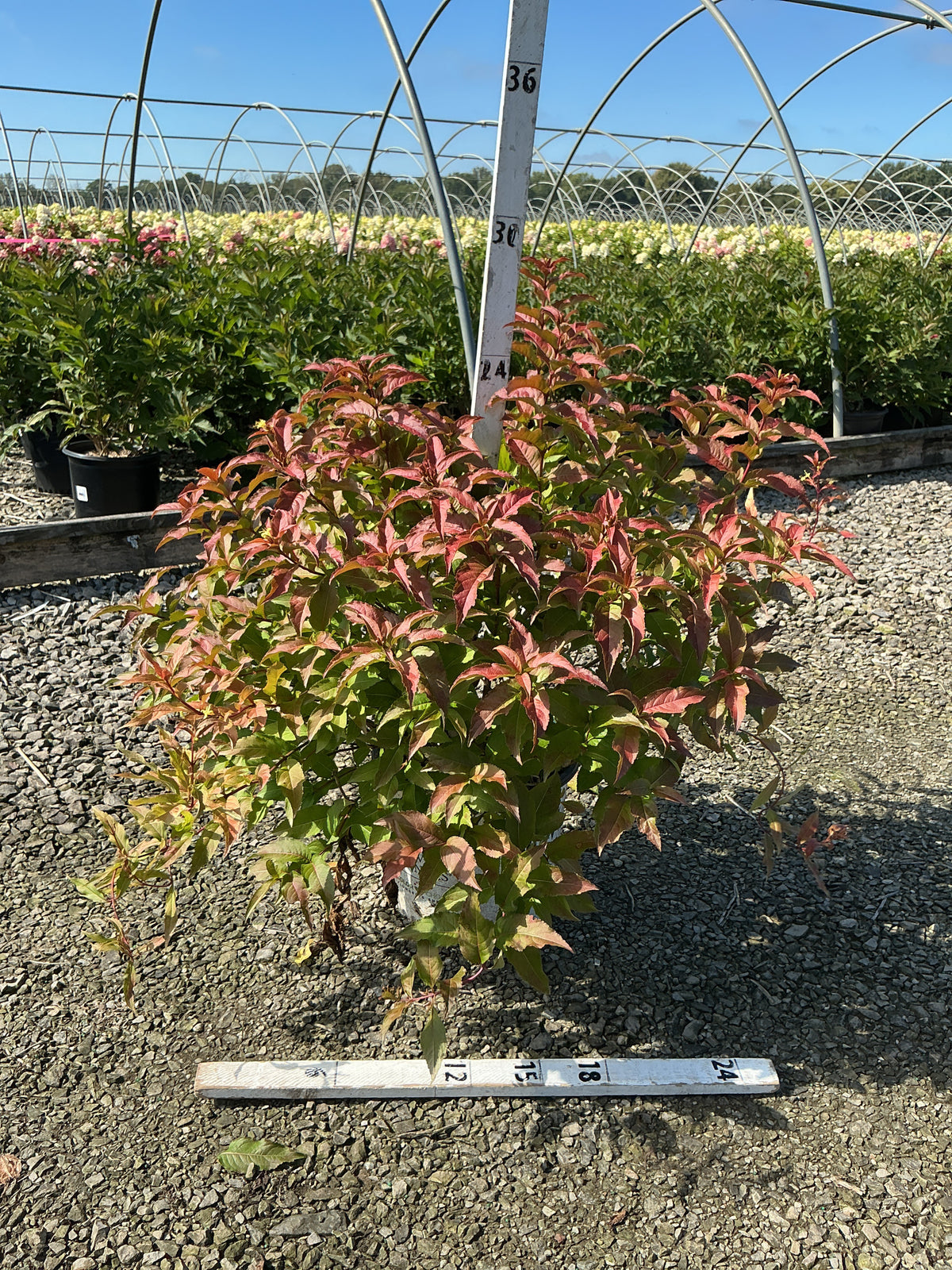Diervilla sessilifolia 'Kodiak Red'