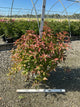 Diervilla sessilifolia 'Kodiak Red'