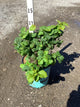 Rubus idaeus 'Raspberry Shortcake&trade;'