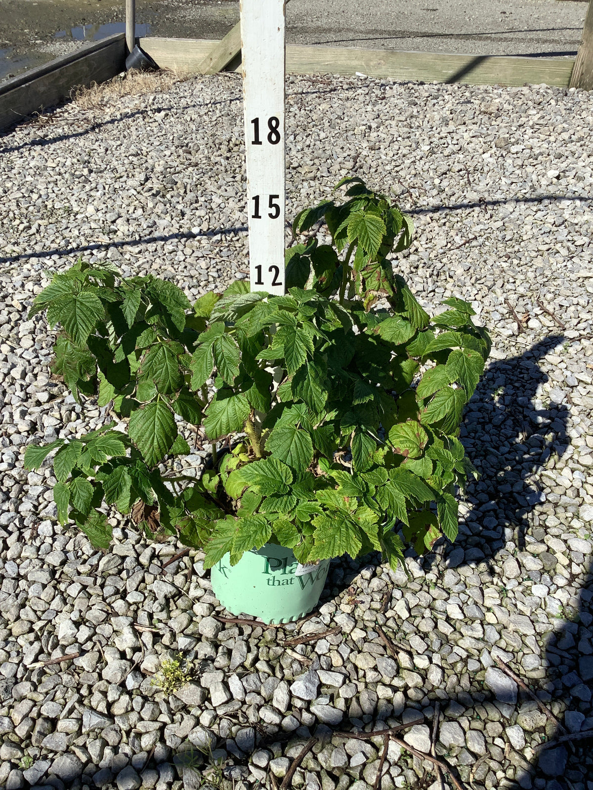 Rubus idaeus var. strigosus Fall Gold