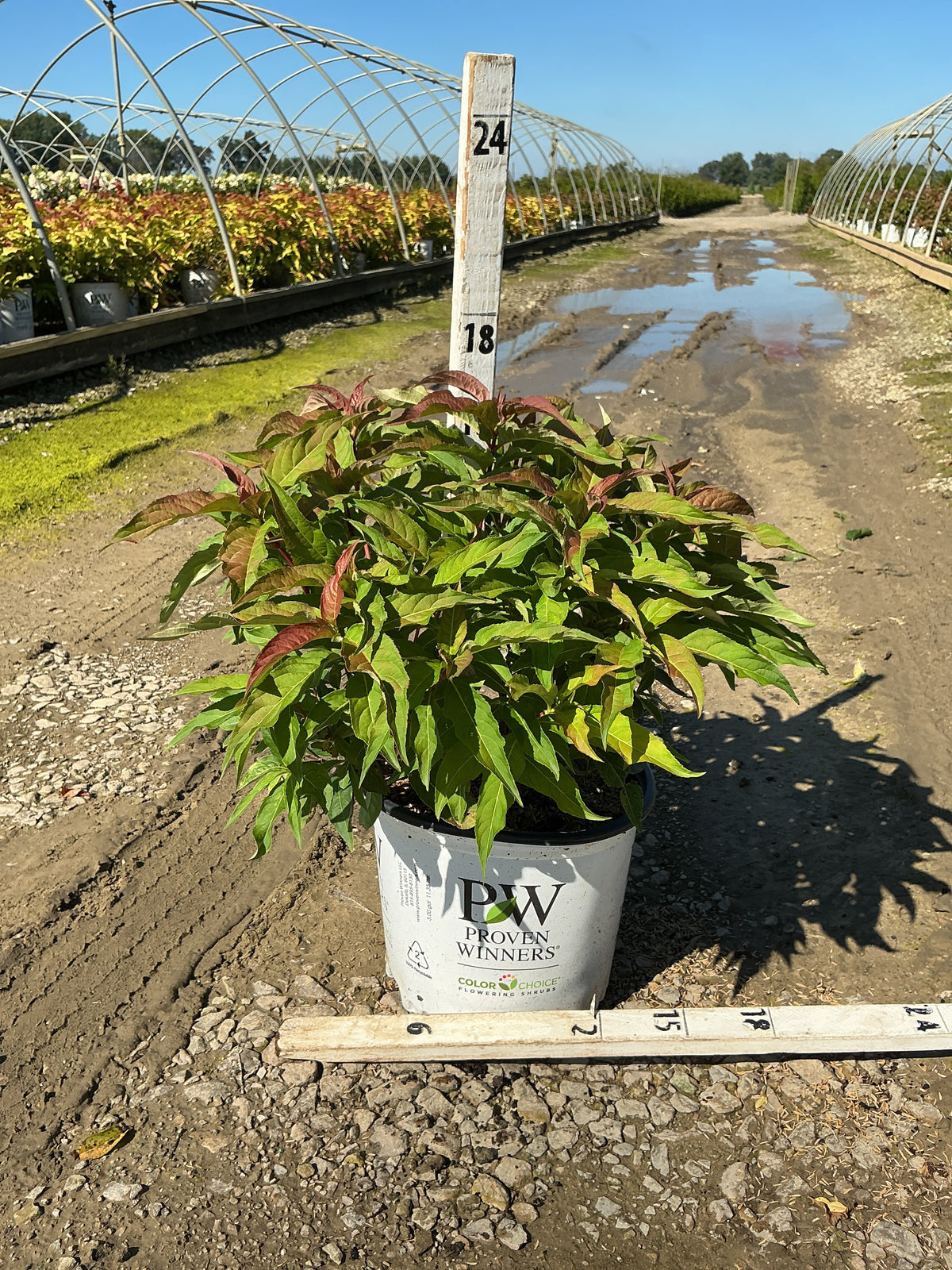 Diervilla sessilifolia 'Kodiak Orange'
