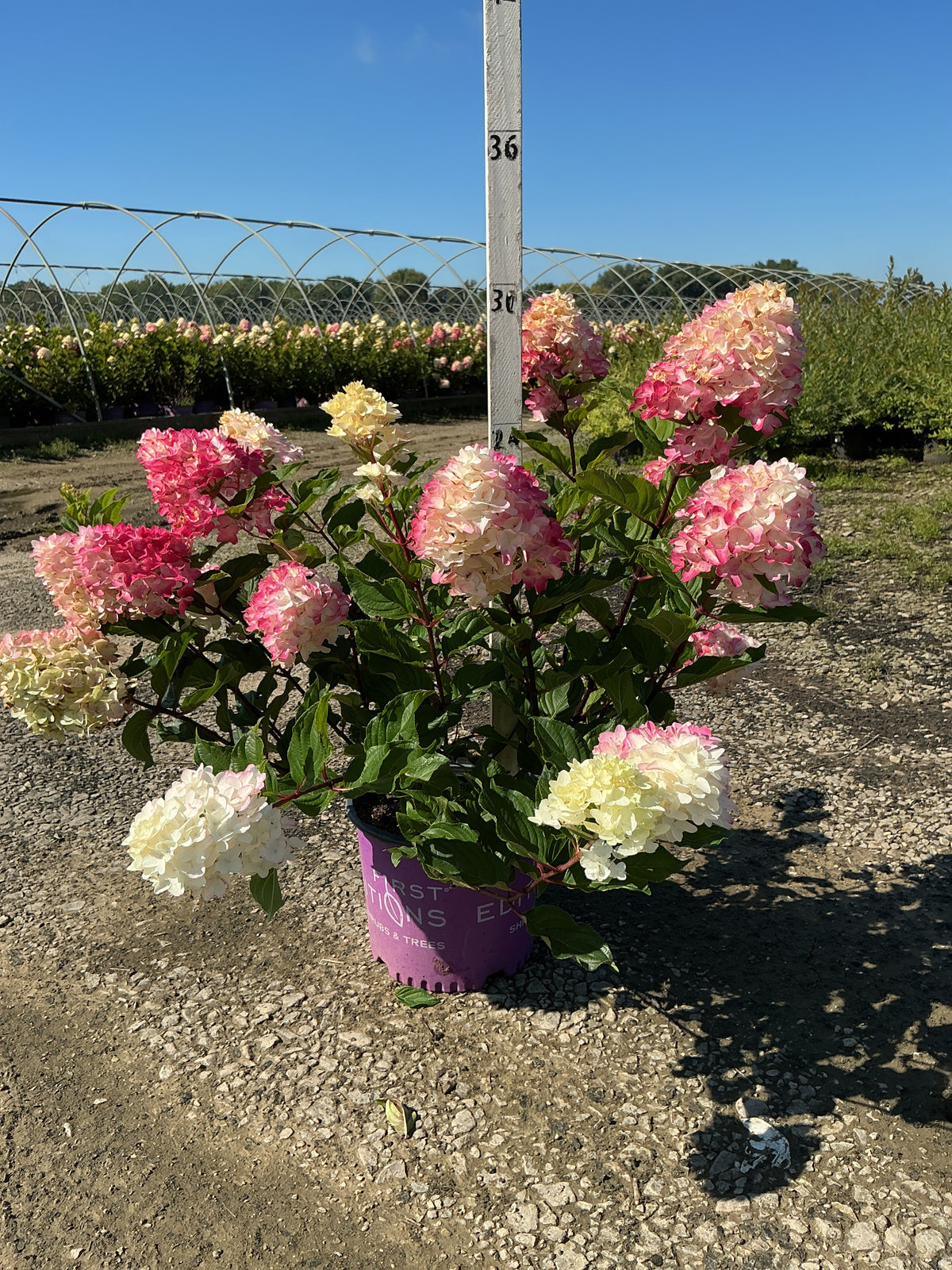 Hydrangea paniculata 'Spring Sizzle’ (Bailpanthree)