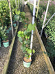 Vitis canadice 'Canadice'