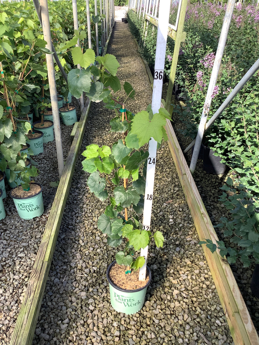 Vitis canadice 'Canadice'