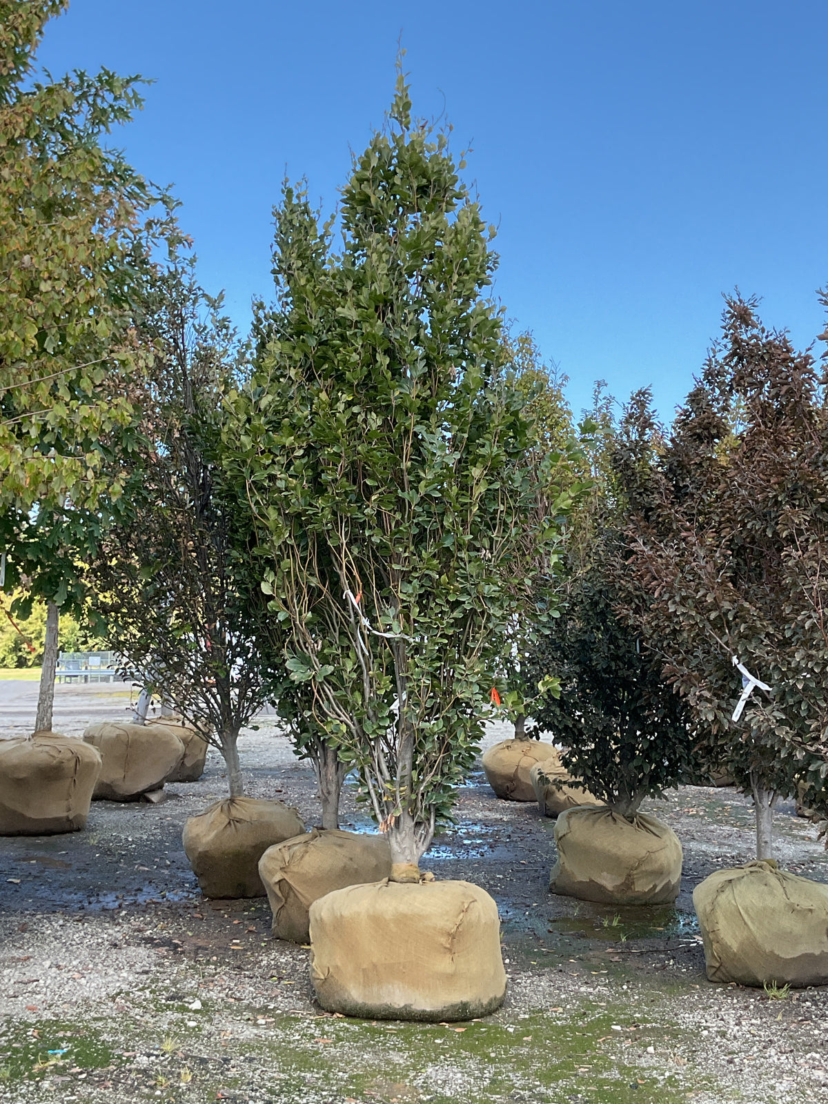 Fagus fastigiata 'Dawycki Green'