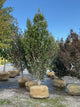 Fagus fastigiata 'Dawycki Green'