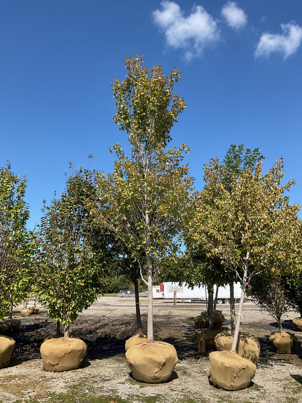 Acer rubrum 'Armstrong Gold'