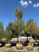 Acer rubrum 'Armstrong Gold'