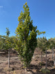 Fagus fastigiata 'Dawycki Green'