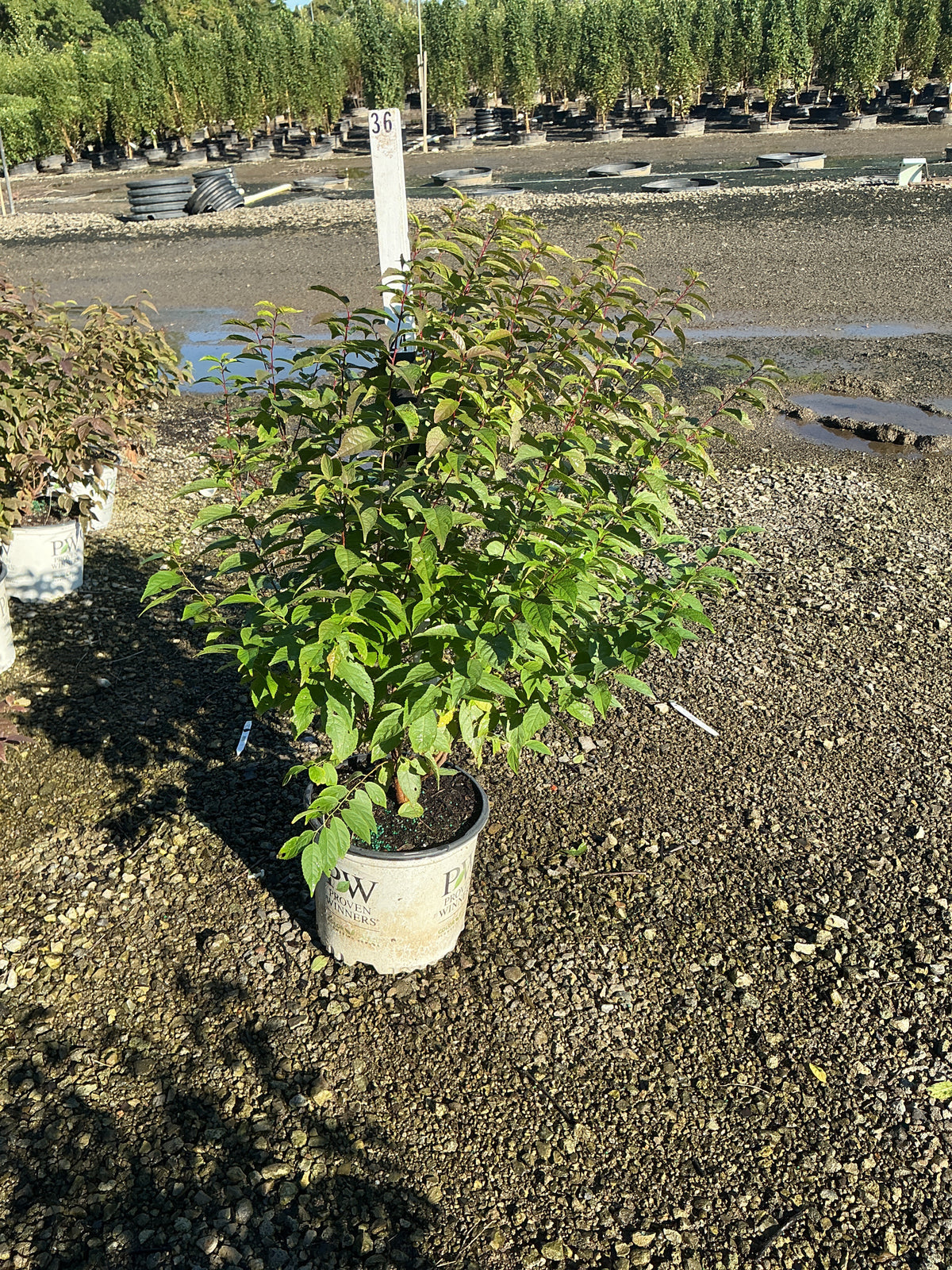 Prunus 'Fruit Easy As Pie'