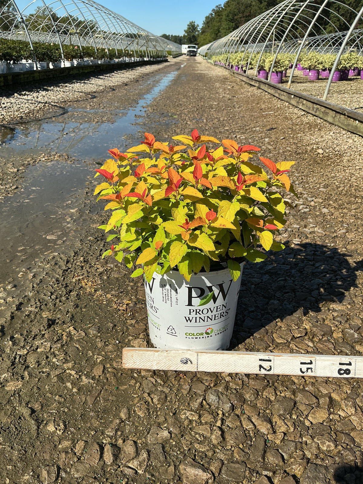 Spiraea JAP 'Dbl Play Candy Corn'