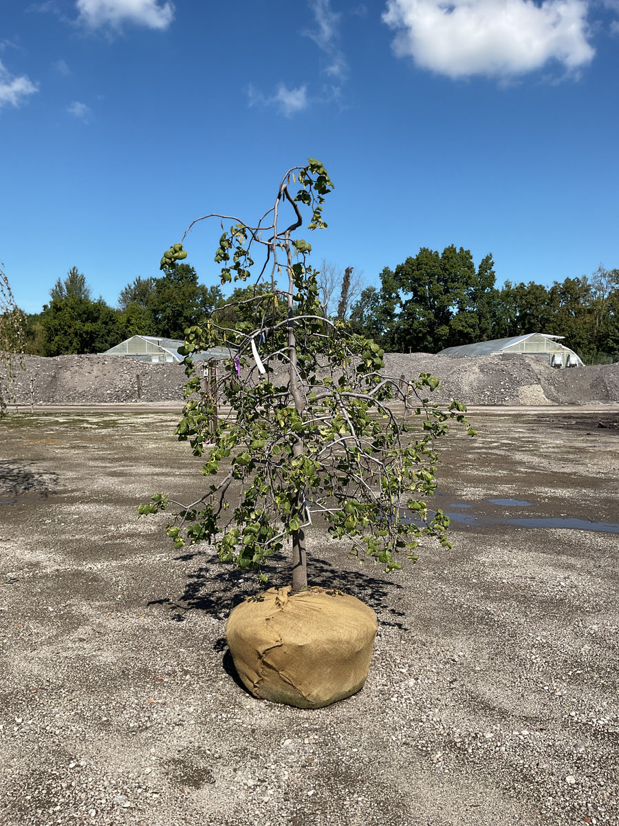 Cercis canadensis 'Covey'