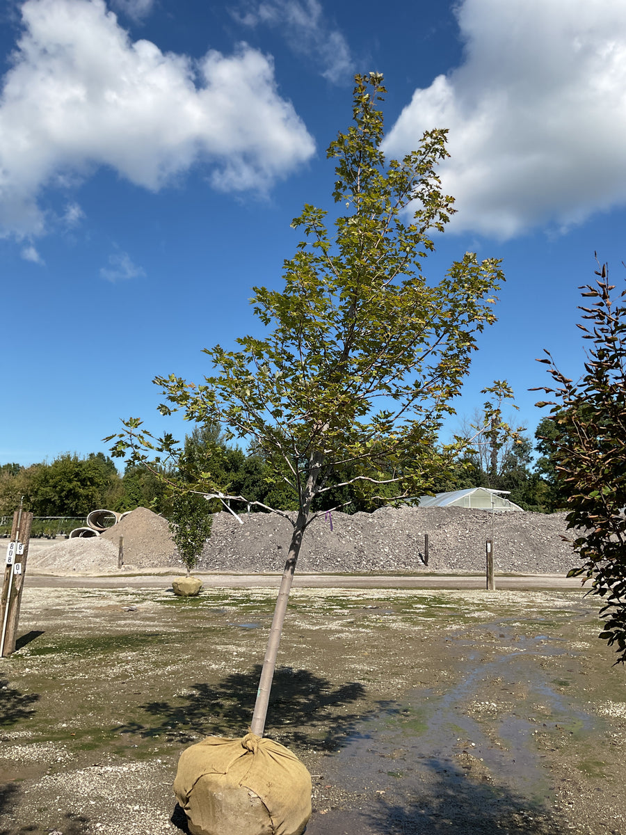 Acer x freemanii 'Celebration' â€” BB 3