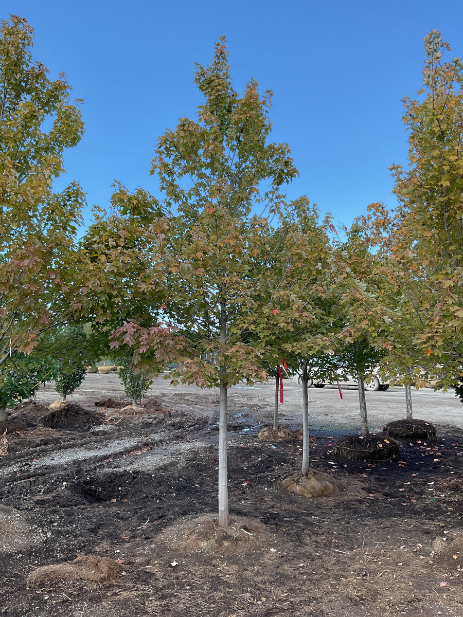 Acer rubrum 'Frank Jr.' â€” BB 3