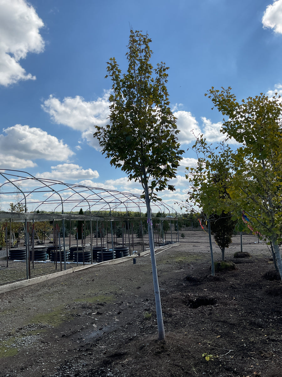 Acer rubrum 'Armstrong' â€” BB 2.5