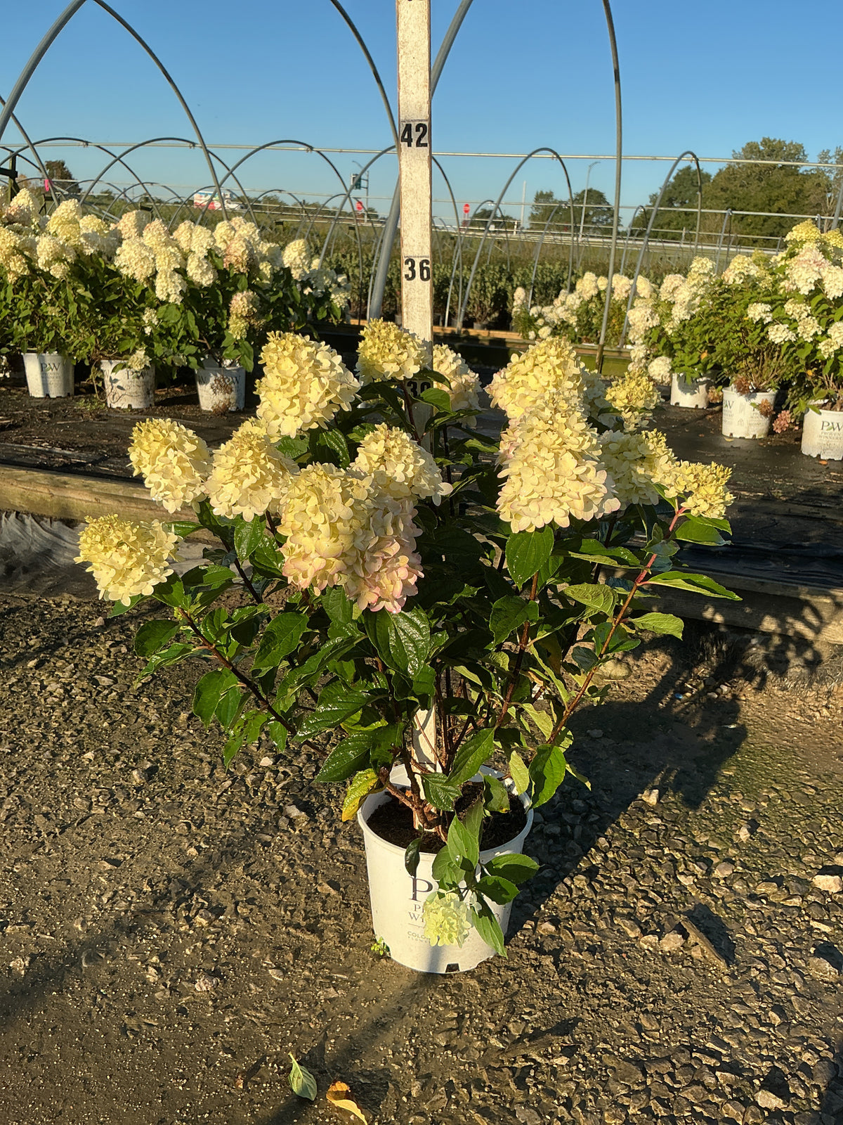 Hydrangea 'P Limelight Prime'