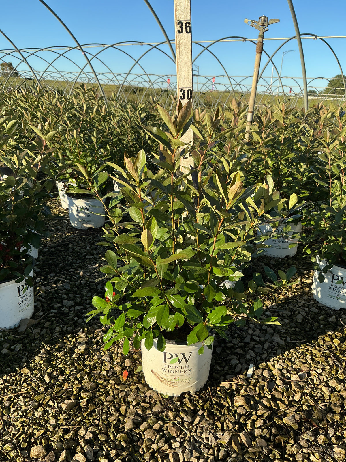 Aronia arbutifolia Berry Scape® (UCONNAA001)