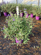 Caryopteris x clandonensis ‘Sapphire Surf (Blauer Splatz)