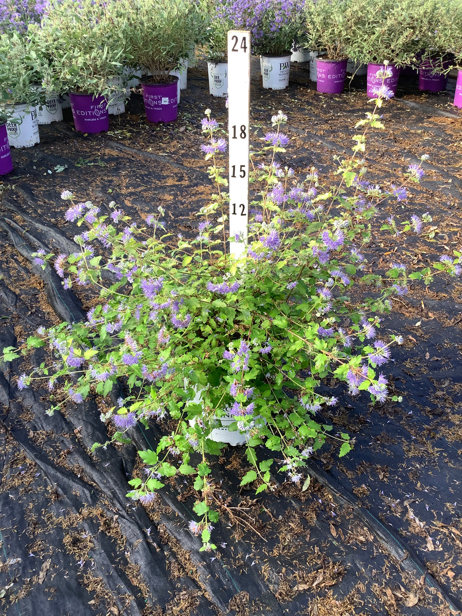 Caryopteris sunshine 'Blue Ii'