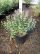 Caryopteris x clandonensis 'Minibleu'
