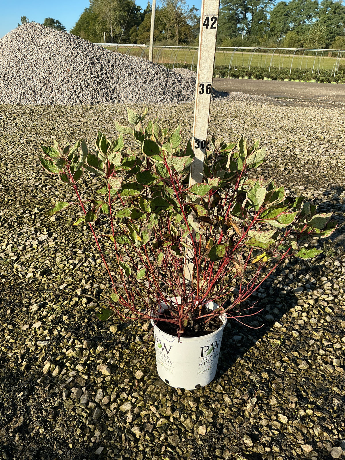 Cornus alba 'Verpaalen2' Sgt. Pepper