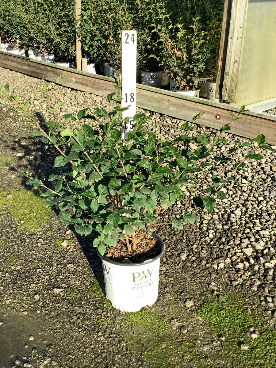 Syringa x 'Penda'