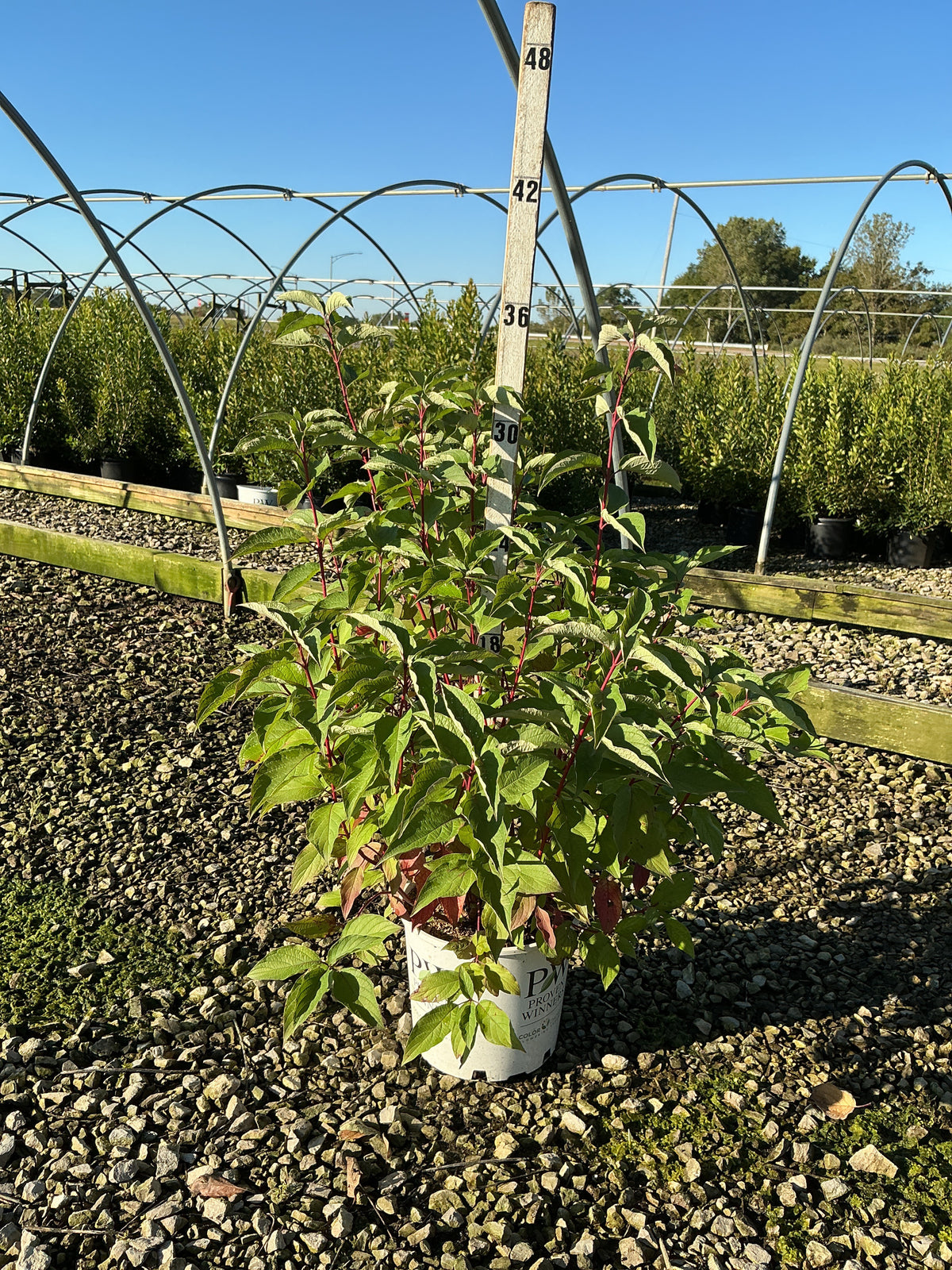 Cornus stolonifera 'Arctic Fire Red'