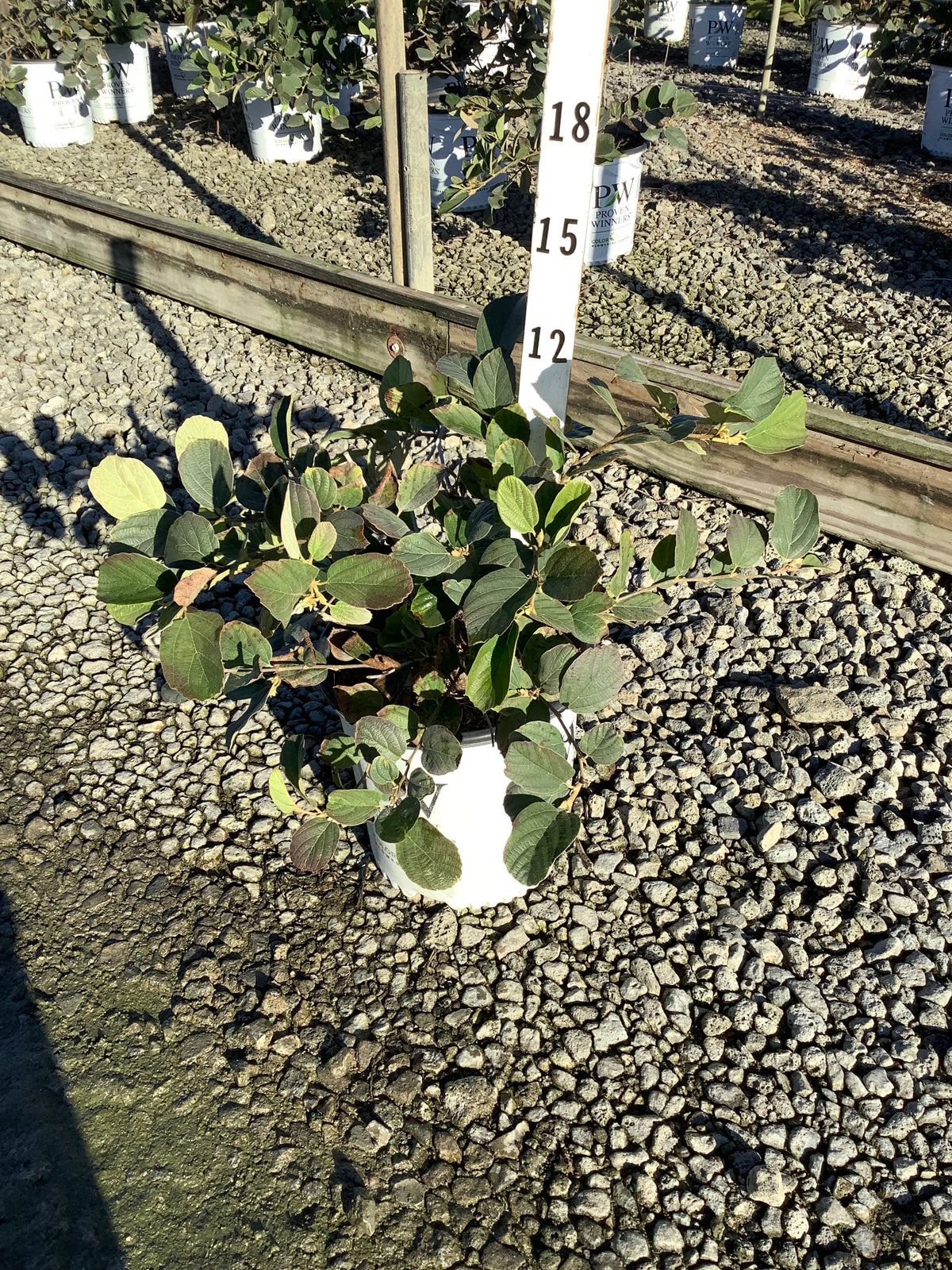 Fothergilla x intermedia 'Legend Of The Small'
