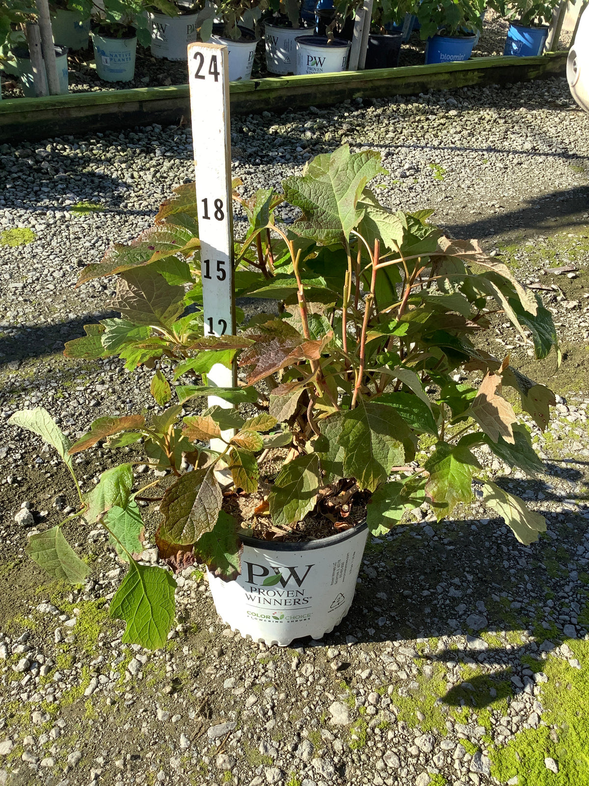 Hydrangea quercifolia 'Gatsby Pink'
