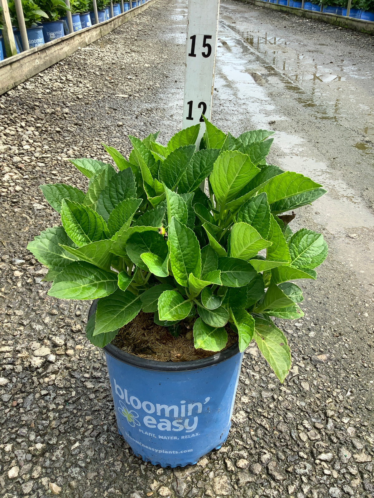 Hydrangea macrophylla 'Tilt-A-Swirl'