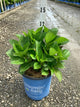Hydrangea macrophylla 'Tilt-A-Swirl'