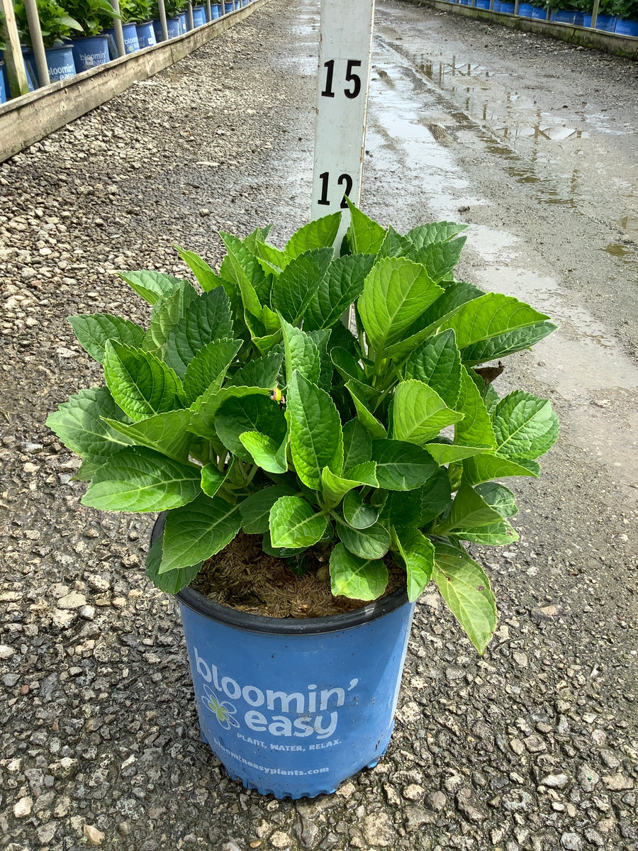 Hydrangea macrophylla 'Tilt-A-Swirl'