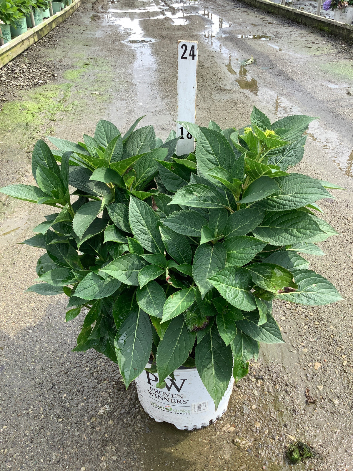 Hydrangea macrophylla 'Lets Dance Arriba'