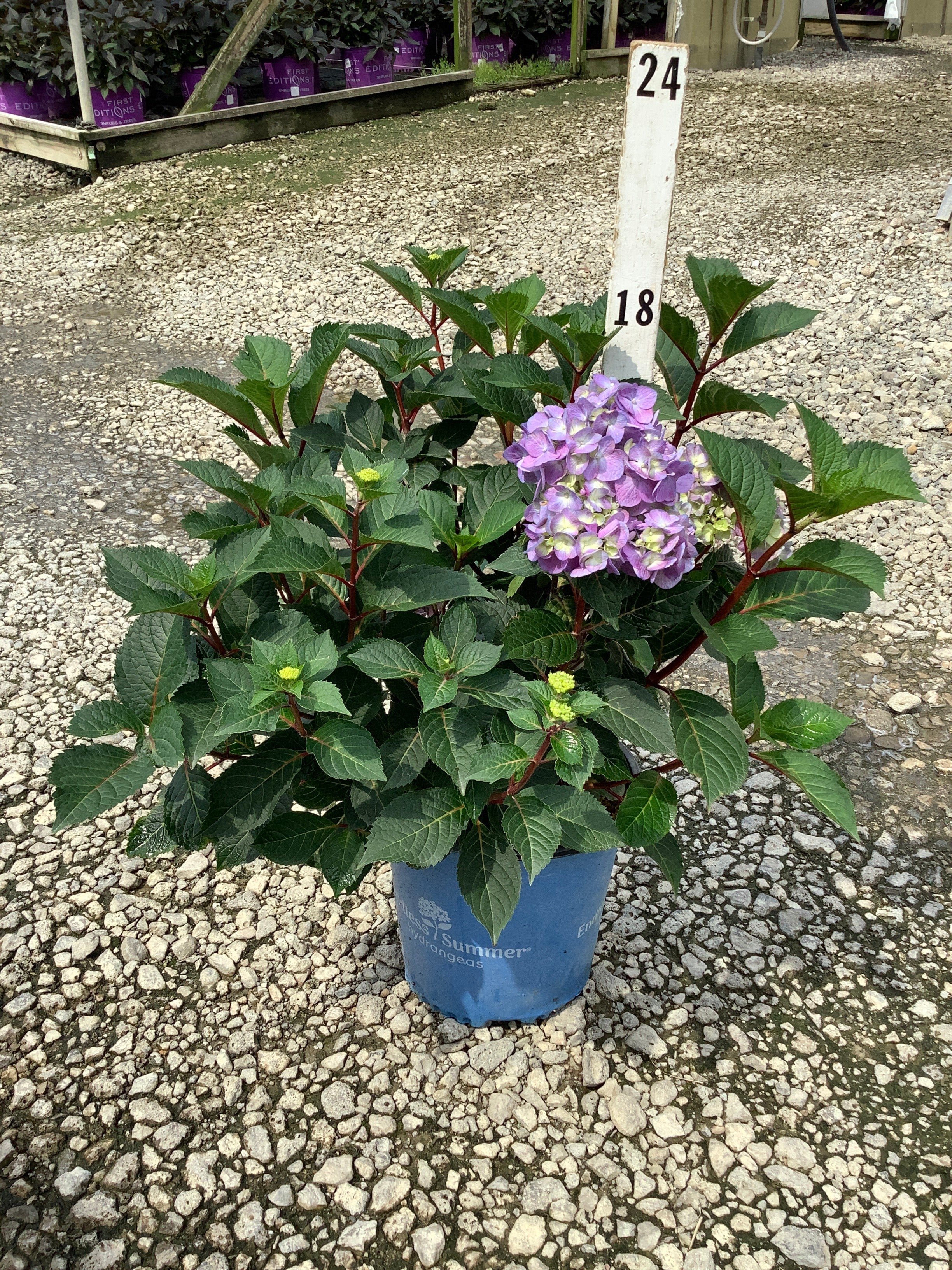 Hydrangea macrophylla 'Bloomstruck'