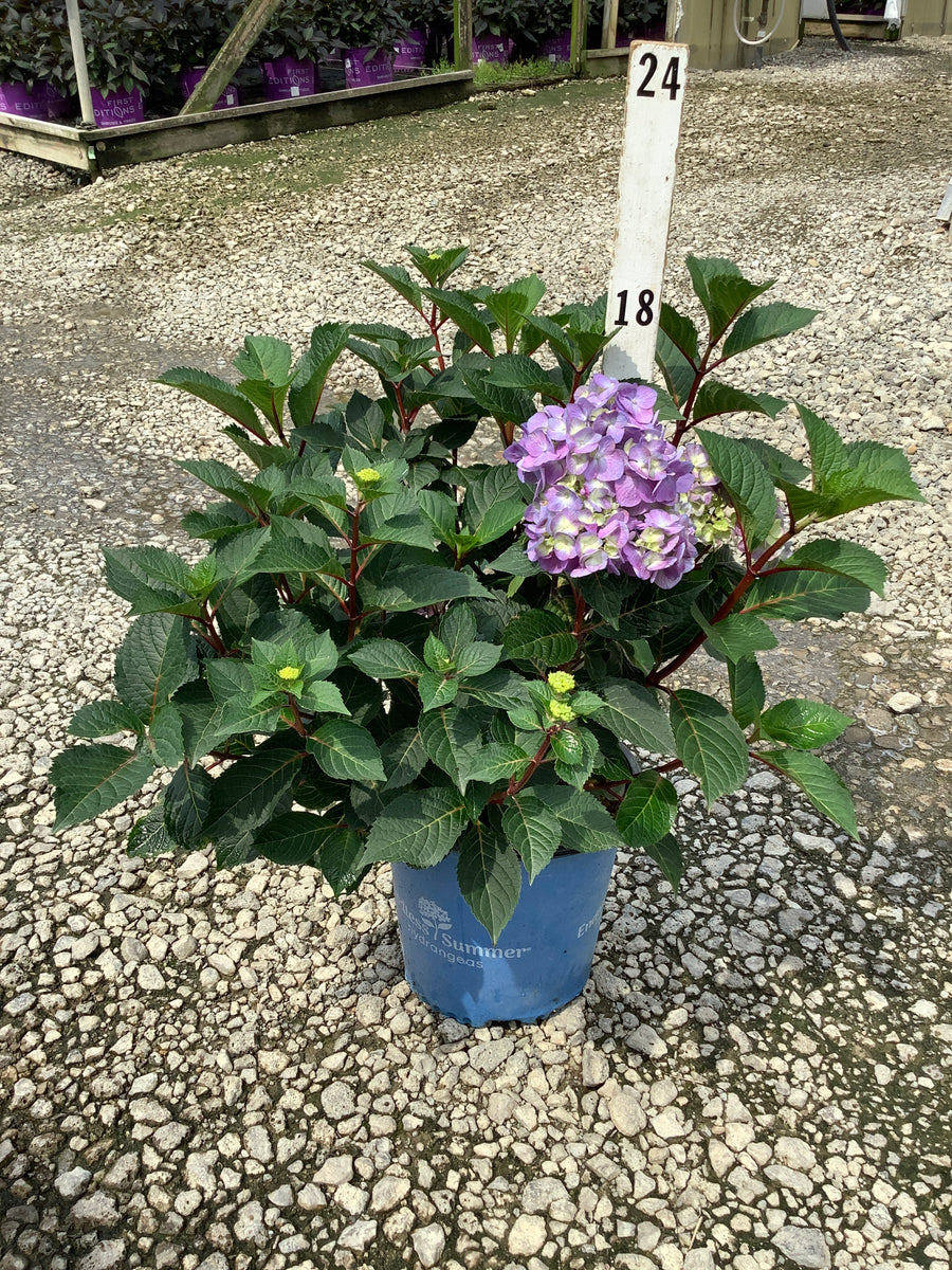 Hydrangea macrophylla 'Bloomstruck'