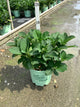 Hydrangea macrophylla 'Cherry Explosion'