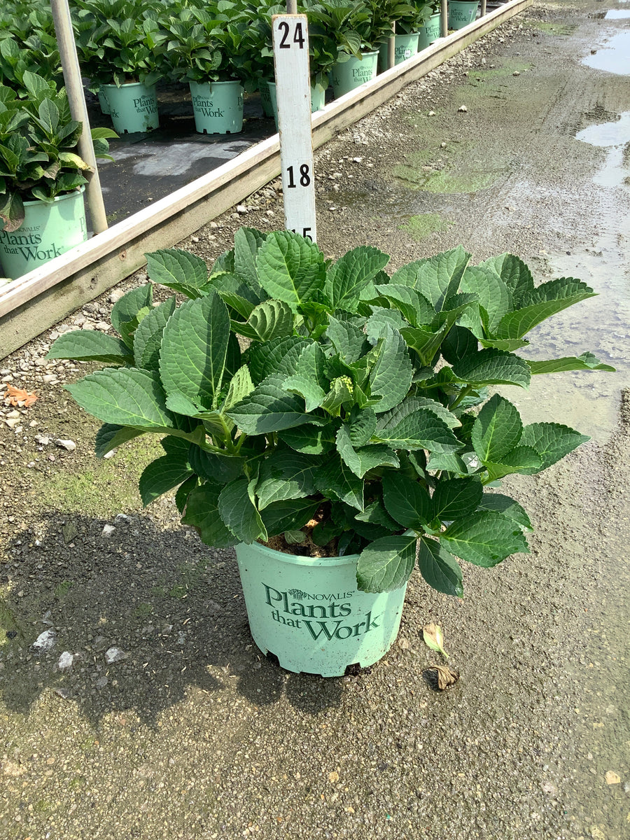 Hydrangea macrophylla 'Cherry Explosion'