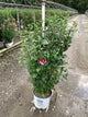 Hibiscus syriacus 'Red Pillar'