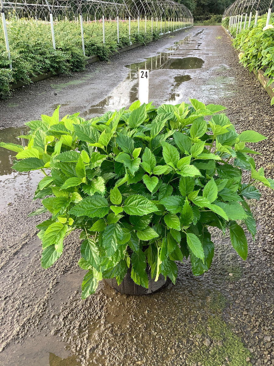 Hydrangea arborescens 'Annabelle'