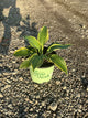 Hosta earth 'Earth Angel'