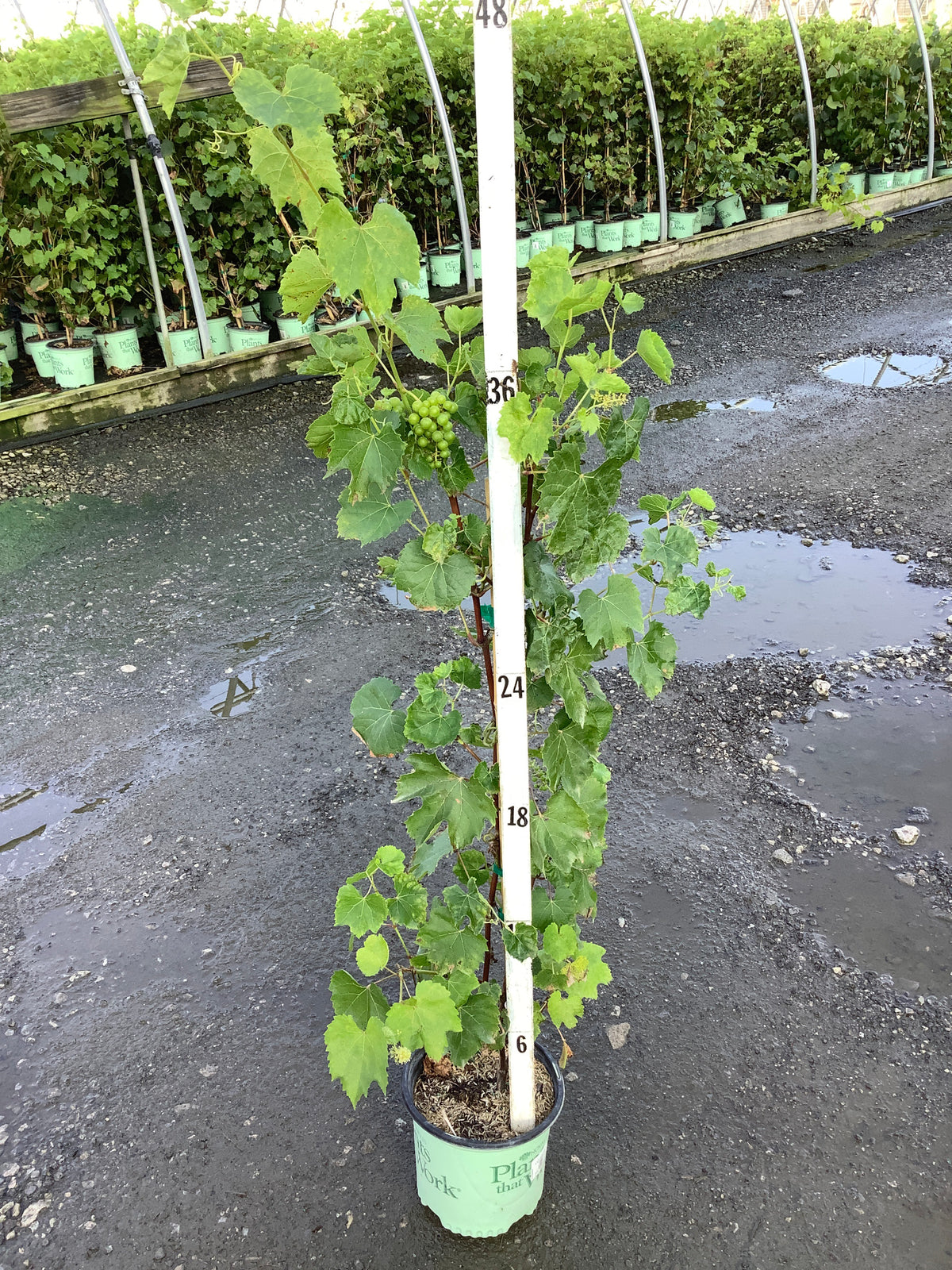 Vitis canadice 'Canadice'